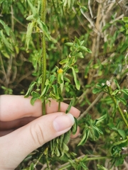 Solanum africanum