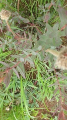 Lasiosiphon calocephalus