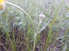Ranunculus cardiophyllus