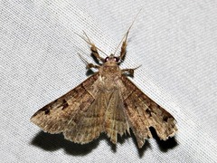 Mocis mutuaria