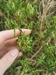 Solanum africanum
