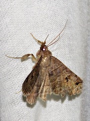 Mocis mutuaria