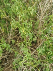 Solanum africanum