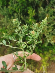 Exomis microphylla