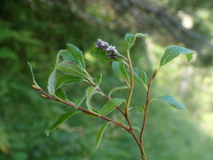 Salix pyrenaica