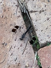 Brachythemis