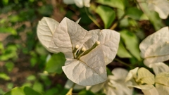 Bougainvillea spectabilis