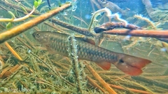 Lebiasina bimaculata