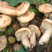 Lactarius pallidus - Photo (c) Federico Calledda, algunos derechos reservados (CC BY-NC), subido por Federico Calledda