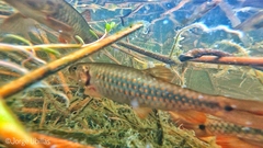 Lebiasina bimaculata