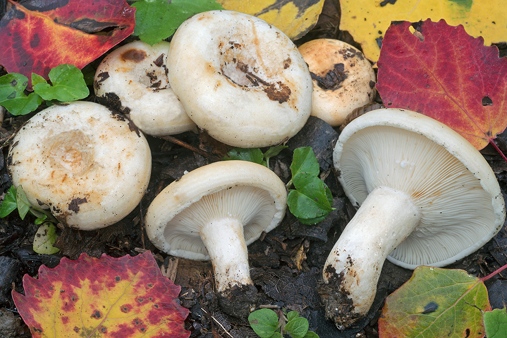 fruity milkcap