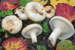 Lactarius evosmus