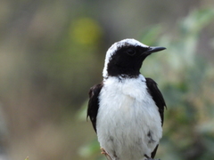Oenanthe melanoleuca