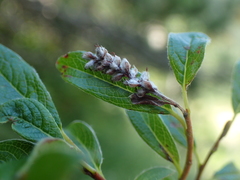 Salix pyrenaica