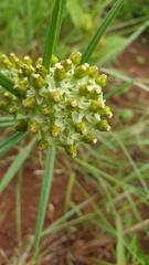 Xysmalobium involucratum