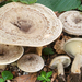 Lactarius fluens - Photo (c) Federico Calledda, algunos derechos reservados (CC BY-NC), subido por Federico Calledda