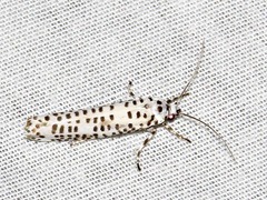 Yponomeuta strigillatus