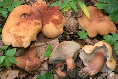 Lactarius rubrocinctus