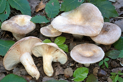 Lactarius ilicis