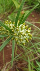 Xysmalobium involucratum
