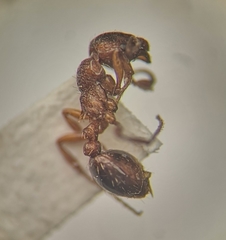 Myrmica rugulosa