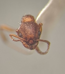 Myrmica rugulosa