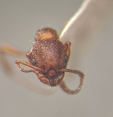 Myrmica rugulosa