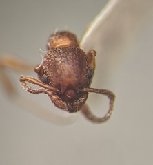 Myrmica rugulosa