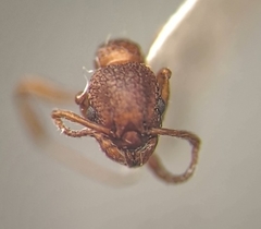 Myrmica rugulosa