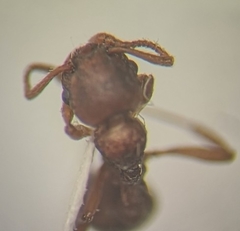 Myrmica rugulosa