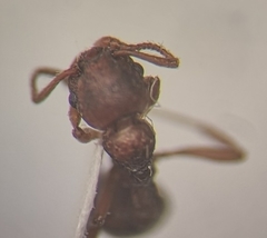 Myrmica rugulosa