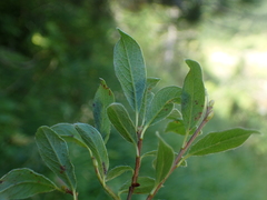 Salix pyrenaica