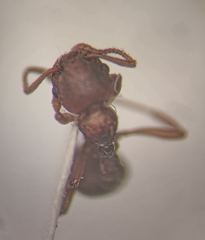 Myrmica rugulosa