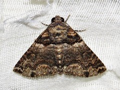 Pericyma atrifusa