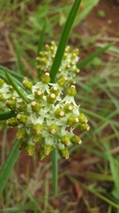 Xysmalobium involucratum