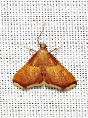 Endotricha erythralis