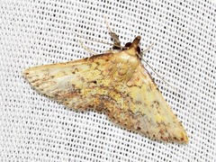 Cerynea thermesialis