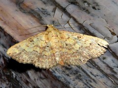 Cerynea thermesialis