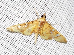 Prophantis smaragdina