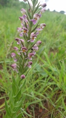 Brachycorythis pubescens