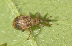 Trichopterapion holosericeum