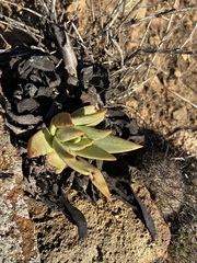 Dudleya ingens