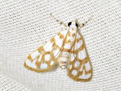 Obtusipalpis pardalis