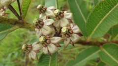Pachycarpus asperifolius