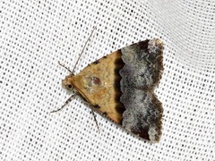 Pseudozarba bipartita