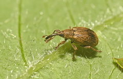 Trichopterapion holosericeum