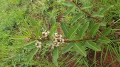 Pachycarpus asperifolius