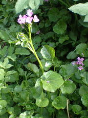Cardamine raphanifolia