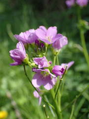 Cardamine raphanifolia