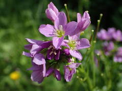 Cardamine raphanifolia